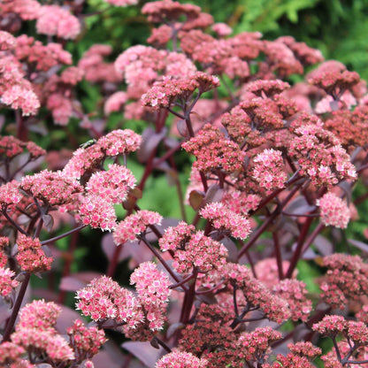 Sedum chocolate cherry close-up with tightly packed pink blooms and dark leaves.