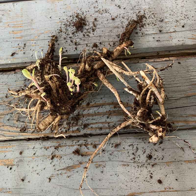 Sedum roots with brown fibrous texture on a rustic wooden surface.