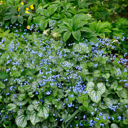 Siberian bugloss jack frost with silver-veined leaves and blue flowers in a garden setting.