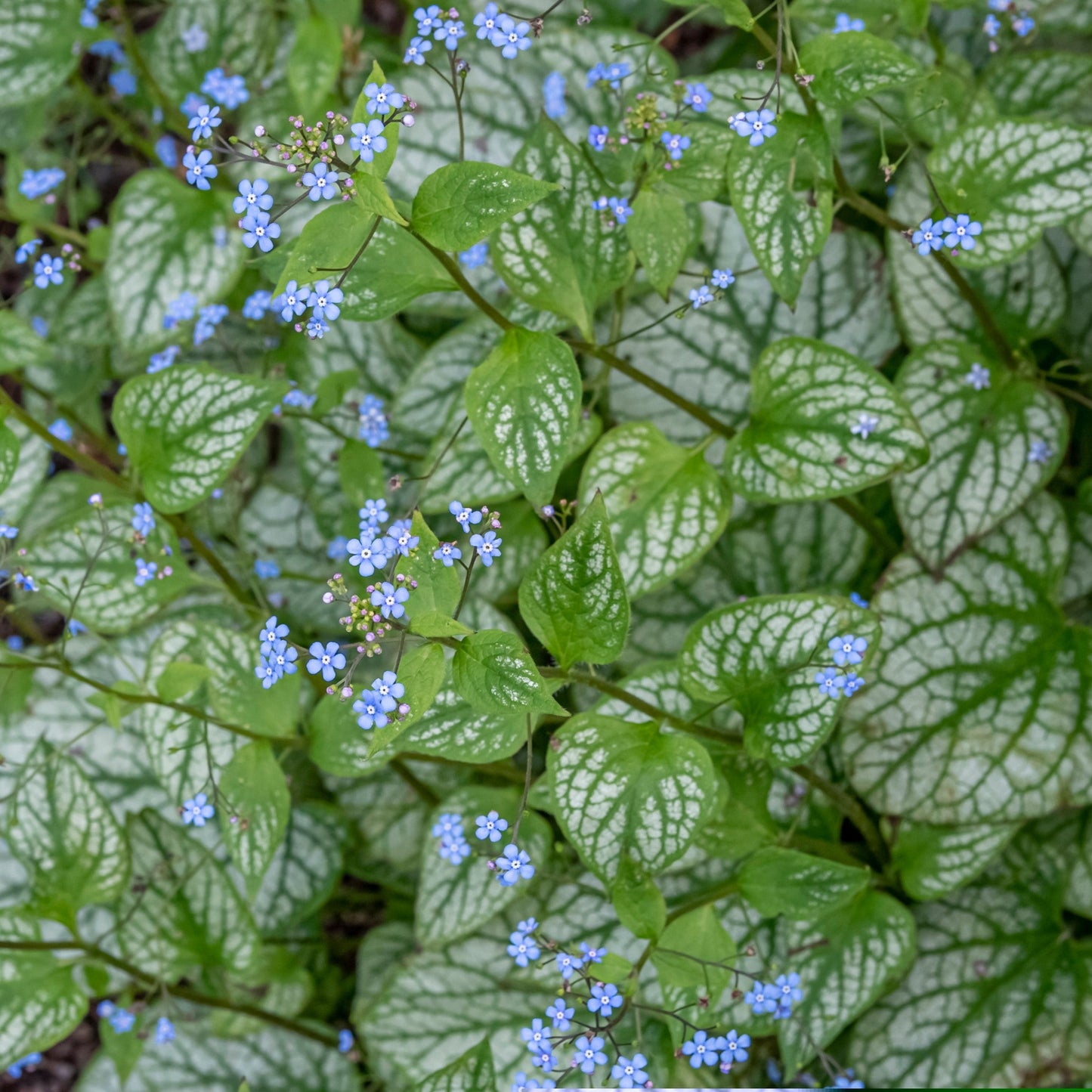 Siberian bugloss jack frost with variegated silver leaves and small blue flowers in a garden.