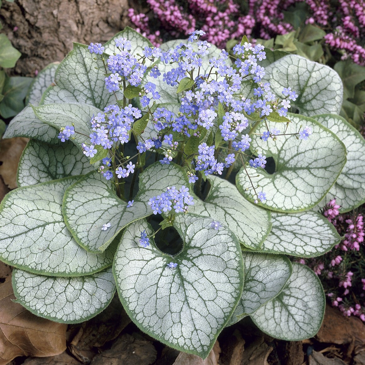 Siberian bugloss jack frost with large silver-patterned heart-shaped leaves and blue blooms.