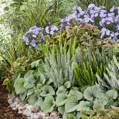Siberian bugloss jack frost with detailed silver leaves and white flowers in a mixed garden.