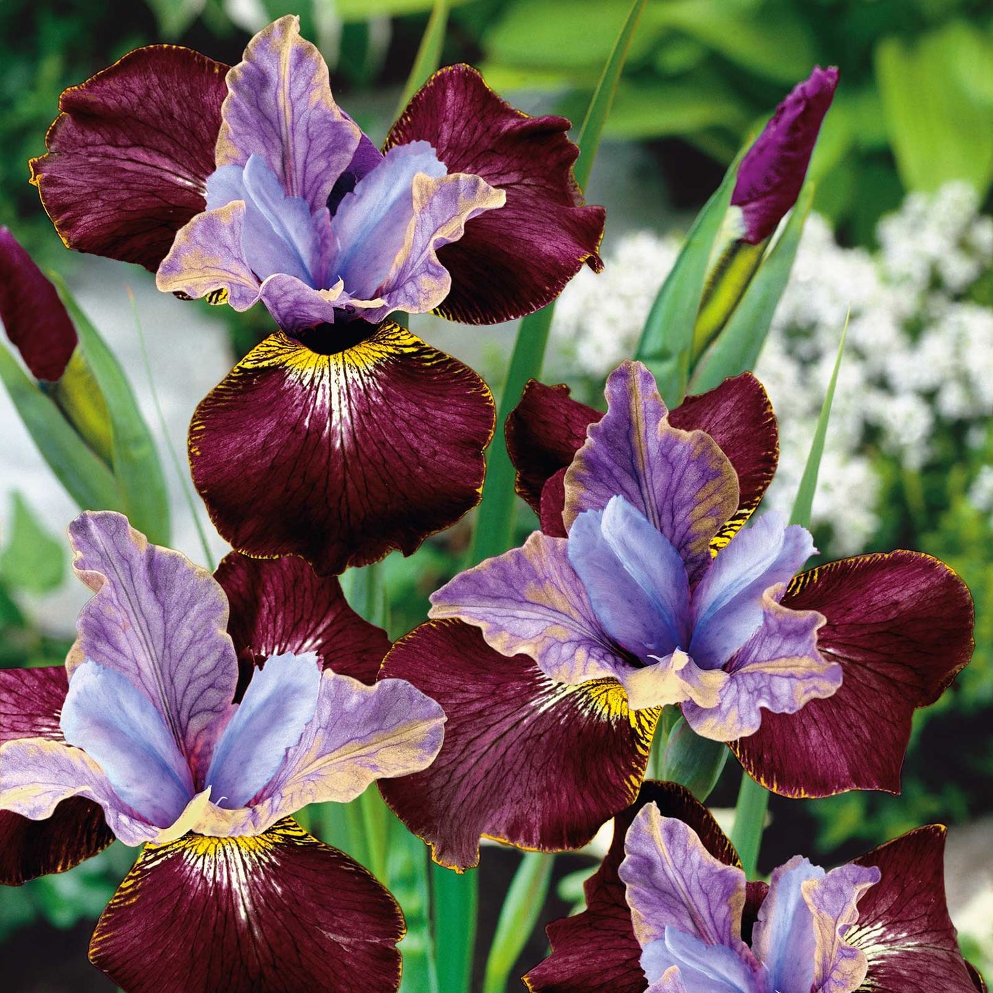 Dark red siberian iris black joker with a golden beard standing in a garden.