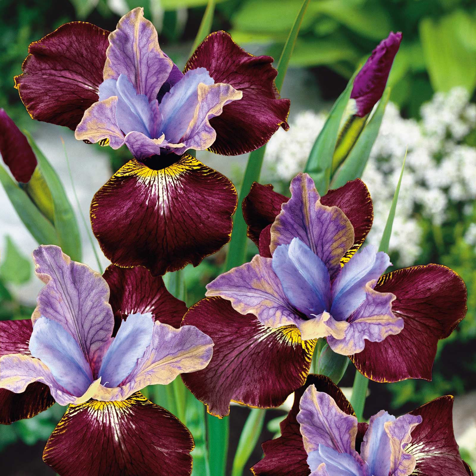 Dark red siberian iris black joker with a golden beard standing in a garden.