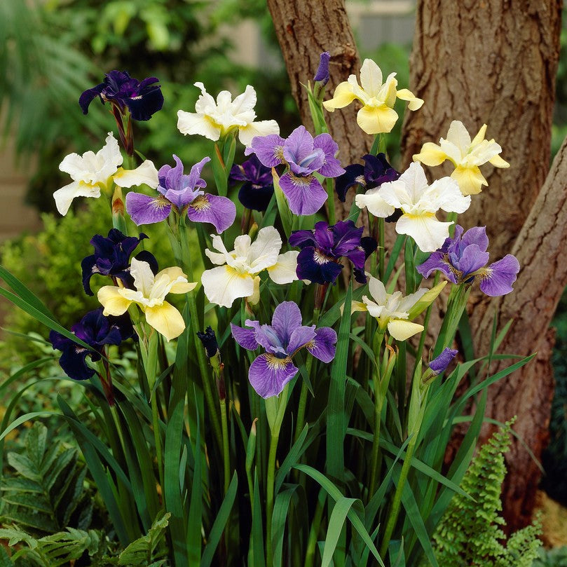 Mixed white and purple siberian iris mix blooming in a garden with a blurred background