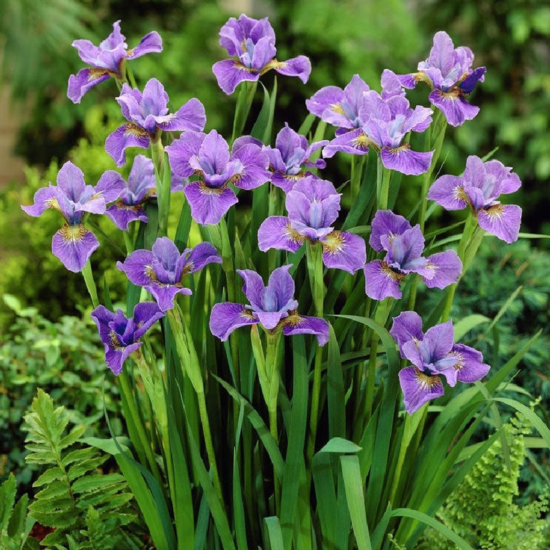 Purple siberian iris purple blooms with yellow and white center markings in a garden.