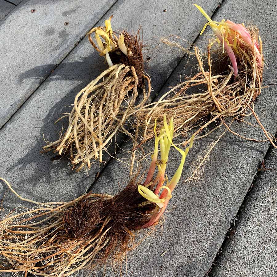 Several siberian iris roots with the start of growth and fibrous roots on a dark background.