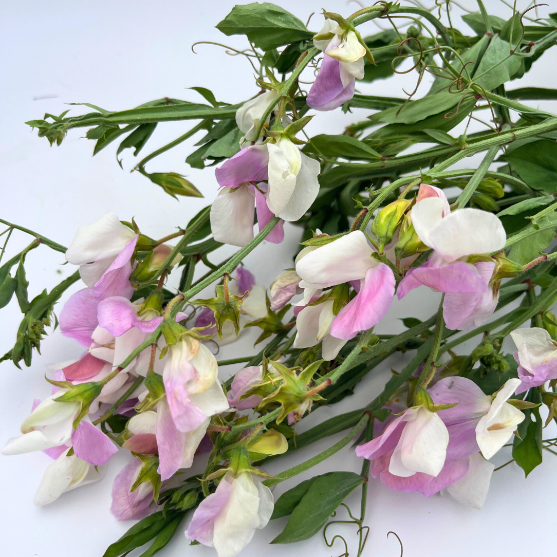Signpost Sweet Pea Seedlings