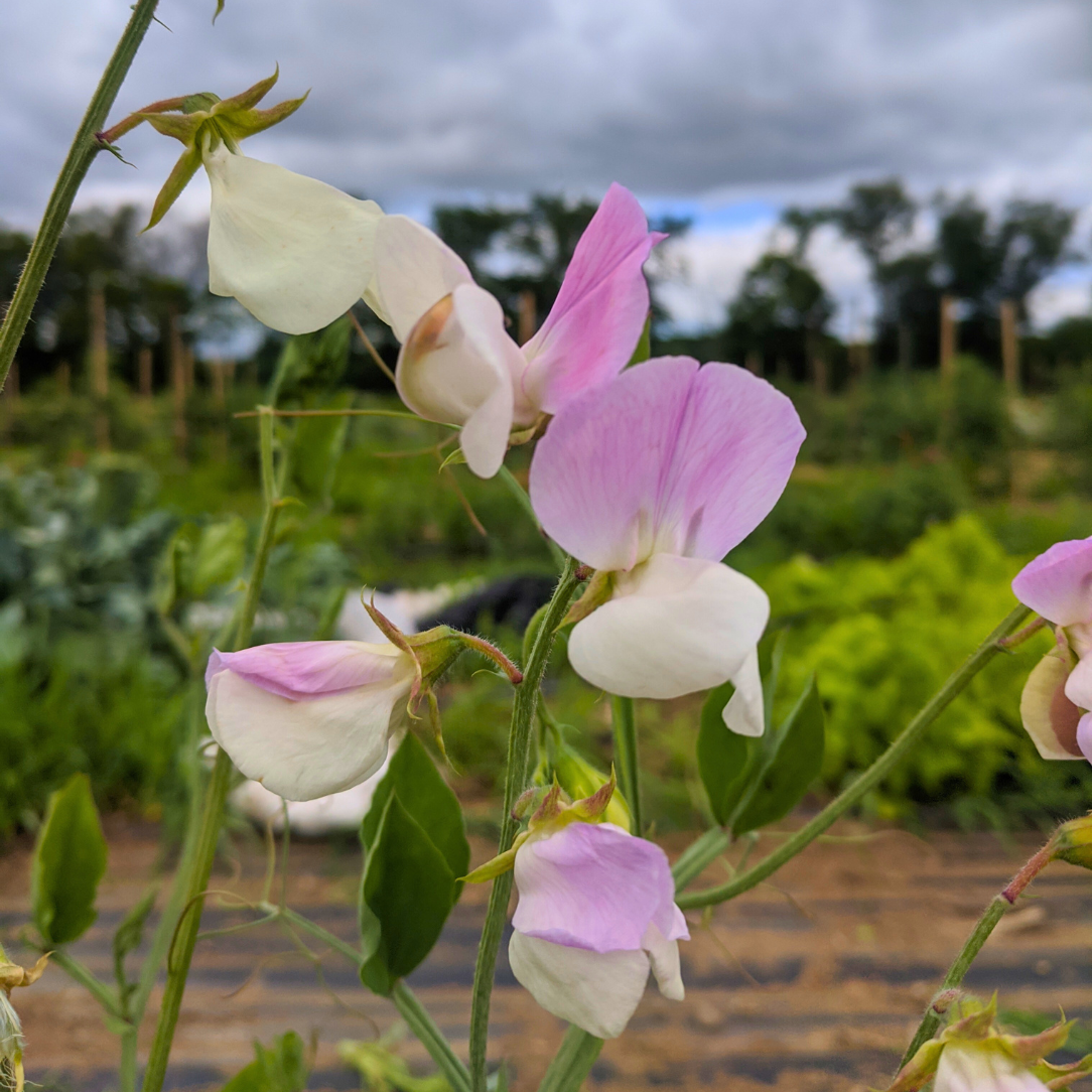 Signpost Sweet Pea Seedlings