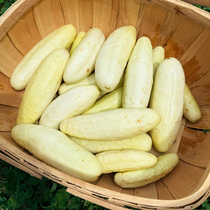 Silver Slicer Cucumber
