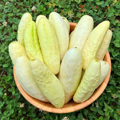 Silver Slicer Cucumber