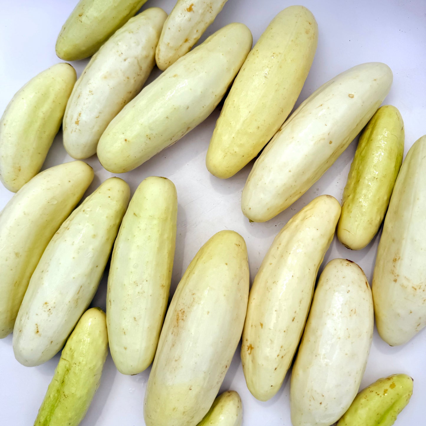 Silver Slicer Cucumber