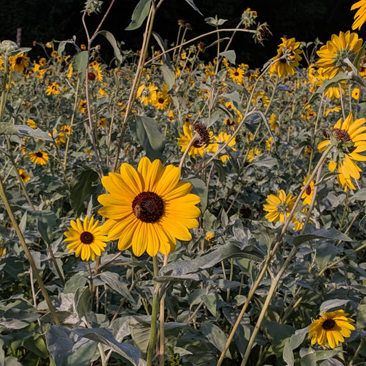 Silverleaf Sunflower Seedlings – live flowers seedling