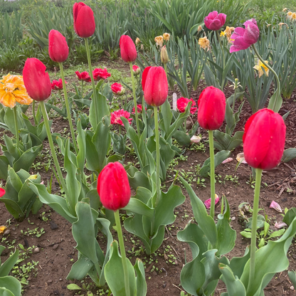 Tulip 'Sky High Scarlet'