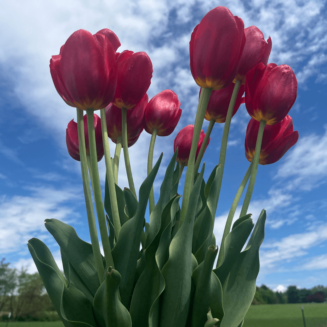 Tulip 'Sky High Scarlet'