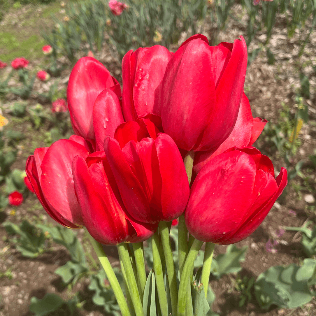 Tulip 'Sky High Scarlet'