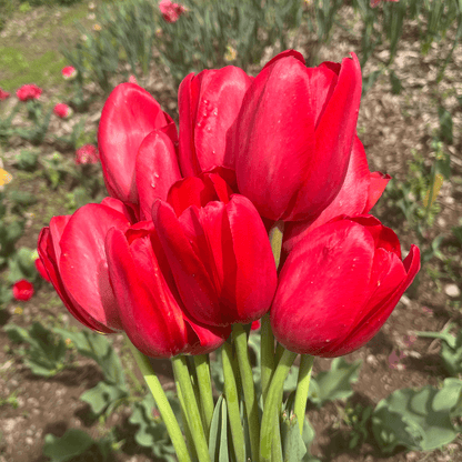 Tulip 'Sky High Scarlet'