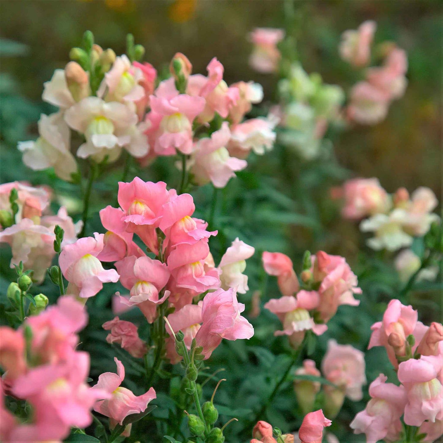 Snapdragon appleblossom multicolored bouquet with green stems on a blurred background