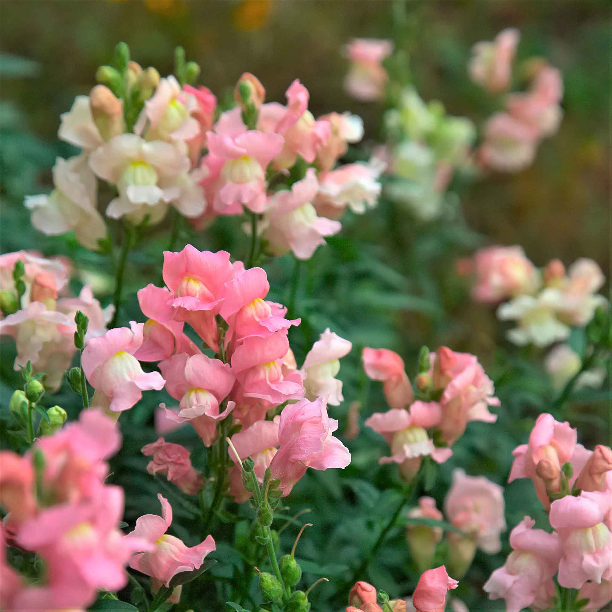 Snapdragon appleblossom multicolored bouquet with green stems on a blurred background