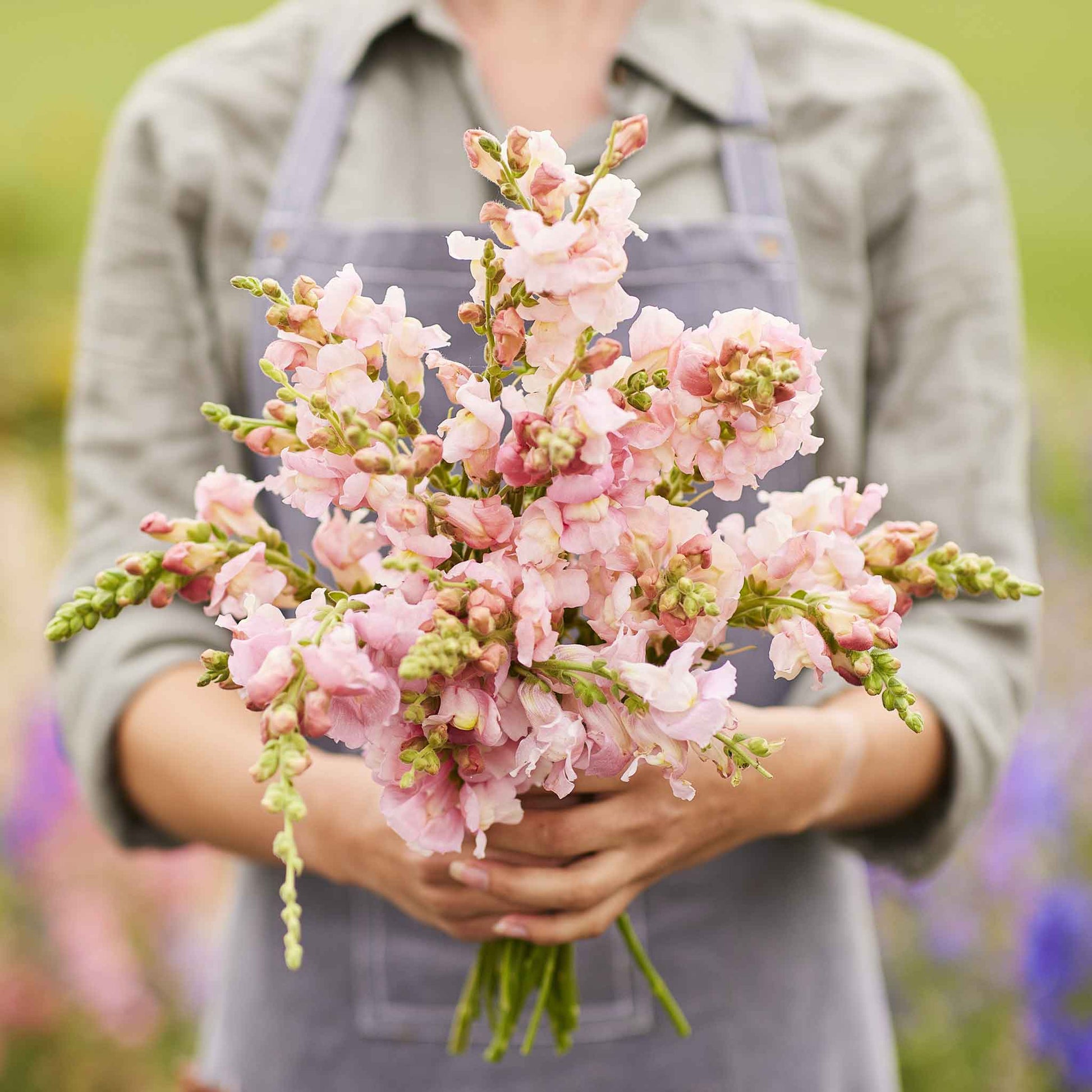 Snapdragon appleblossom light pink flowers held by a person with a blurred background
