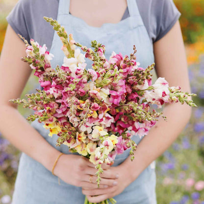 Person holding a bouquet of colorful brighton rock snapdragon flowers in a field