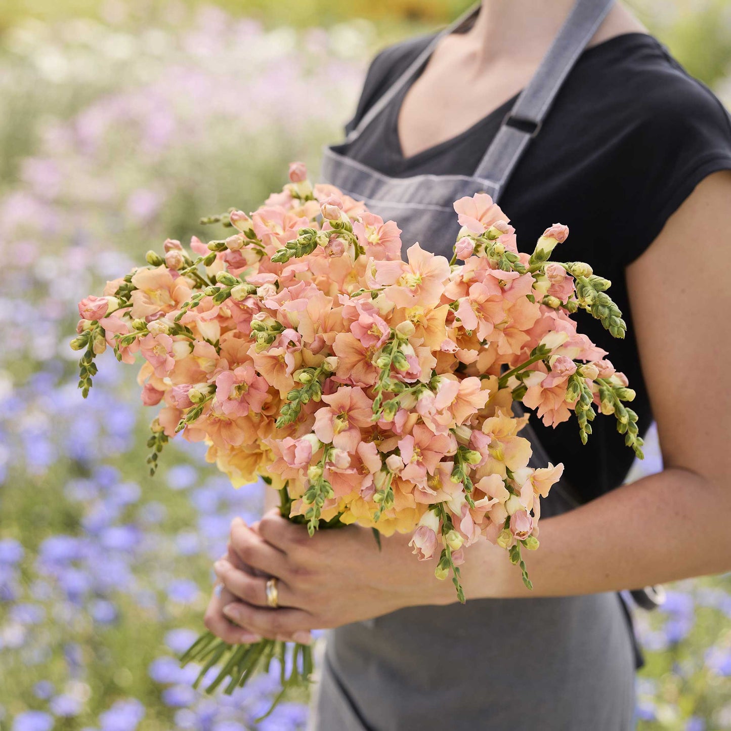 Snapdragon chantilly light salmon soft peach flowers held on a blurred background