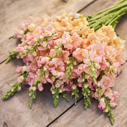 Snapdragon chantilly light salmon peach flowers in close-up on a blurred background
