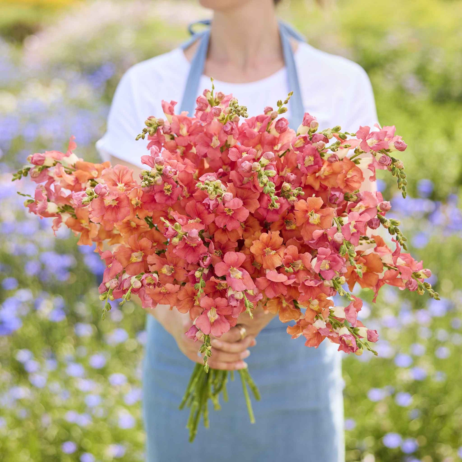 Snapdragon chantilly bronze red-bronze flowers held by person on a blurred background