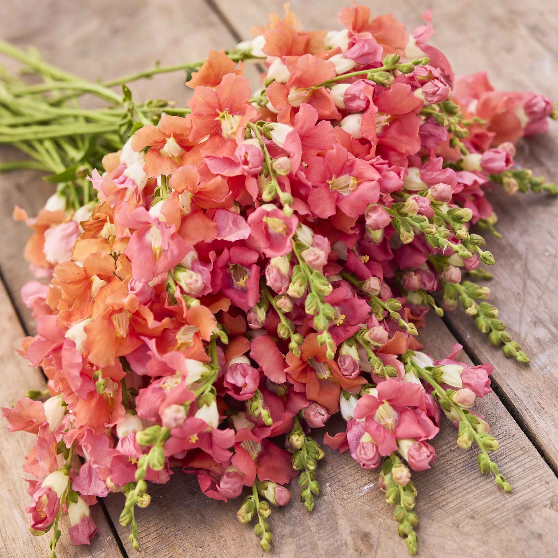 Snapdragon chantilly bronze purple, pink and white flowers on a green stem background