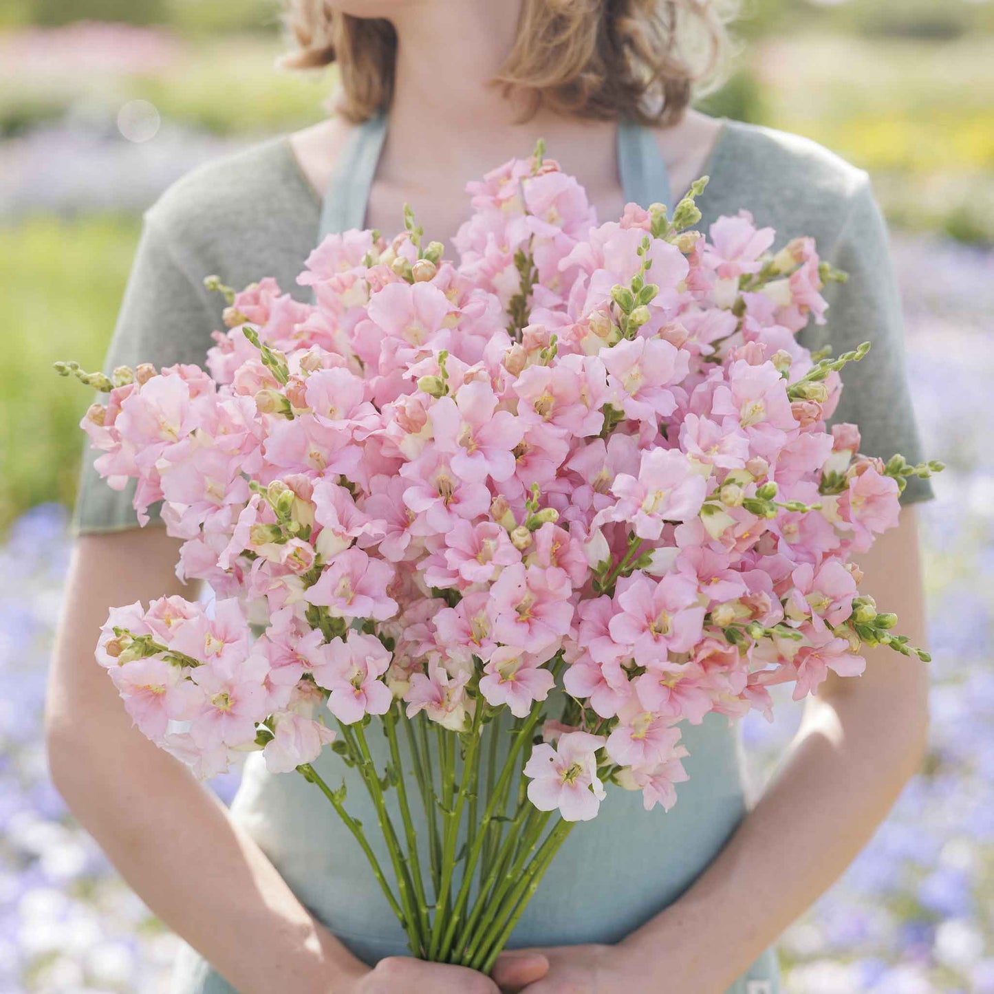 Snapdragon chantilly light pink soft pink flowers held by person on blurred background
