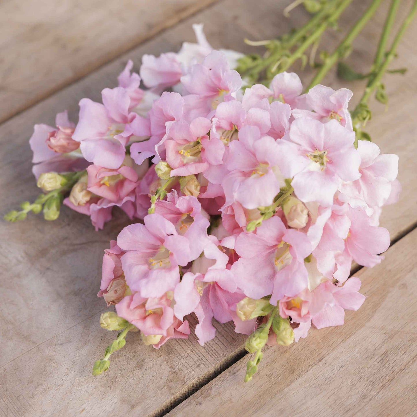 Snapdragon chantilly light pink soft pink flowers in close-up on a blurred background