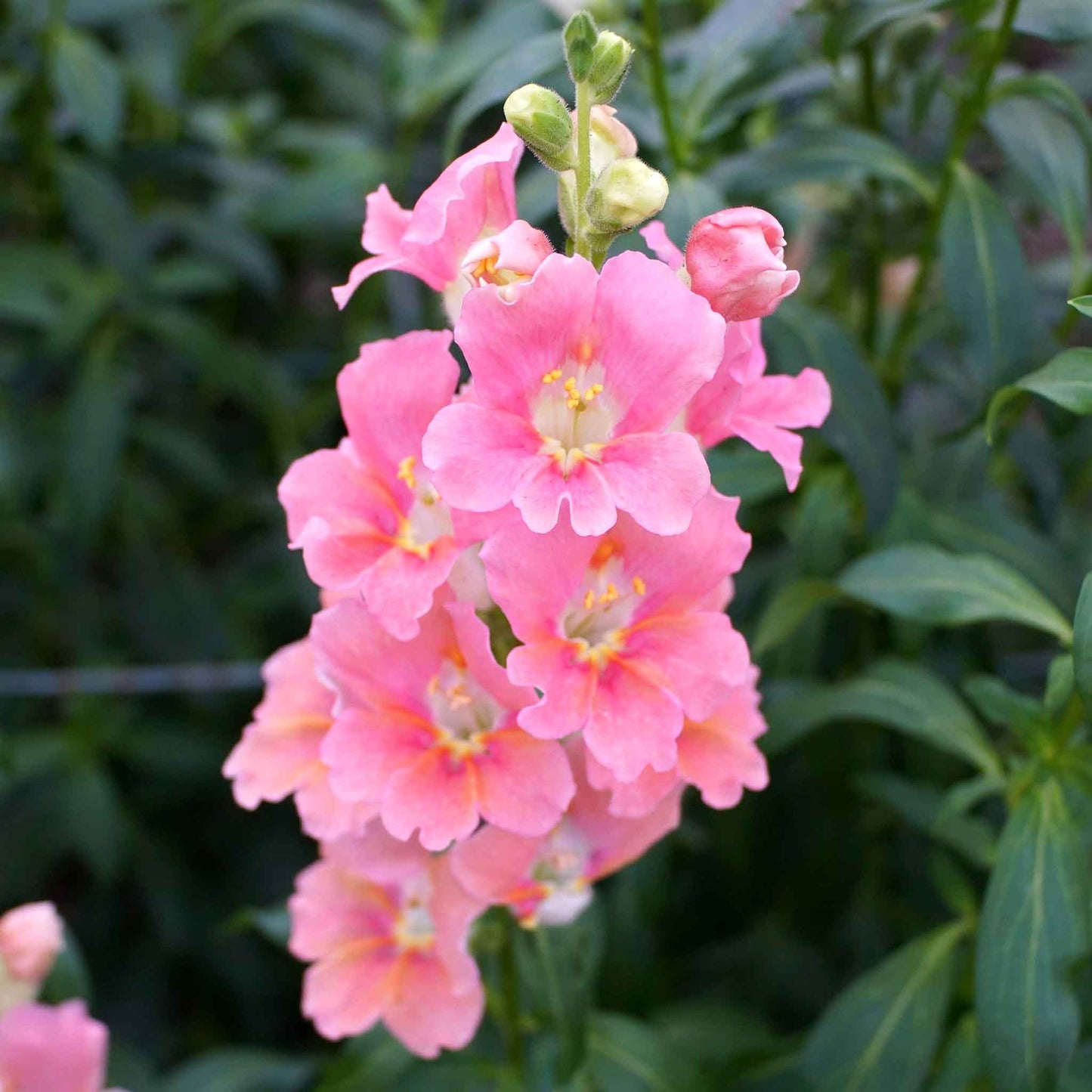 Snapdragon chantilly light pink bright pink flowers in full bloom on green background