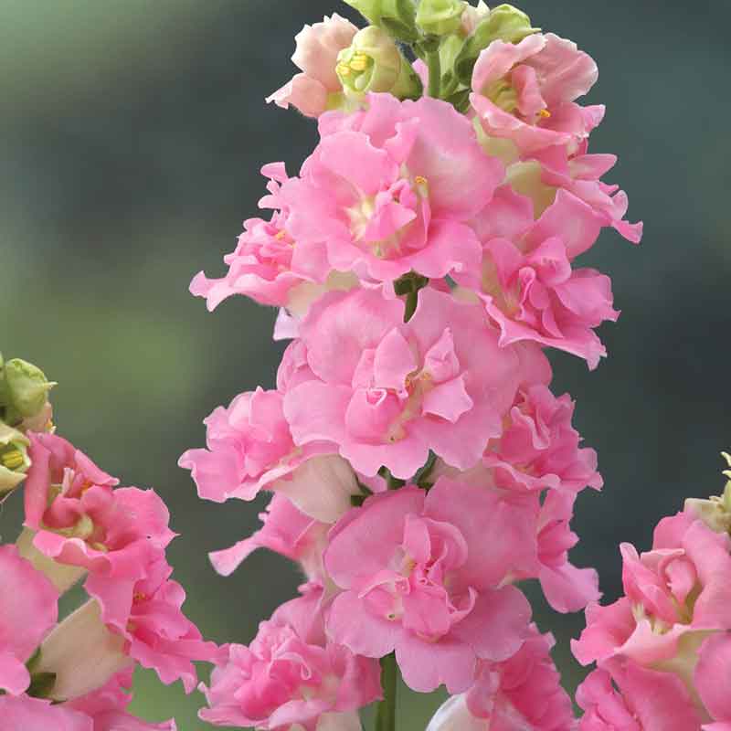 Snapdragon legend double pink colorful flowers growing on a blurred background