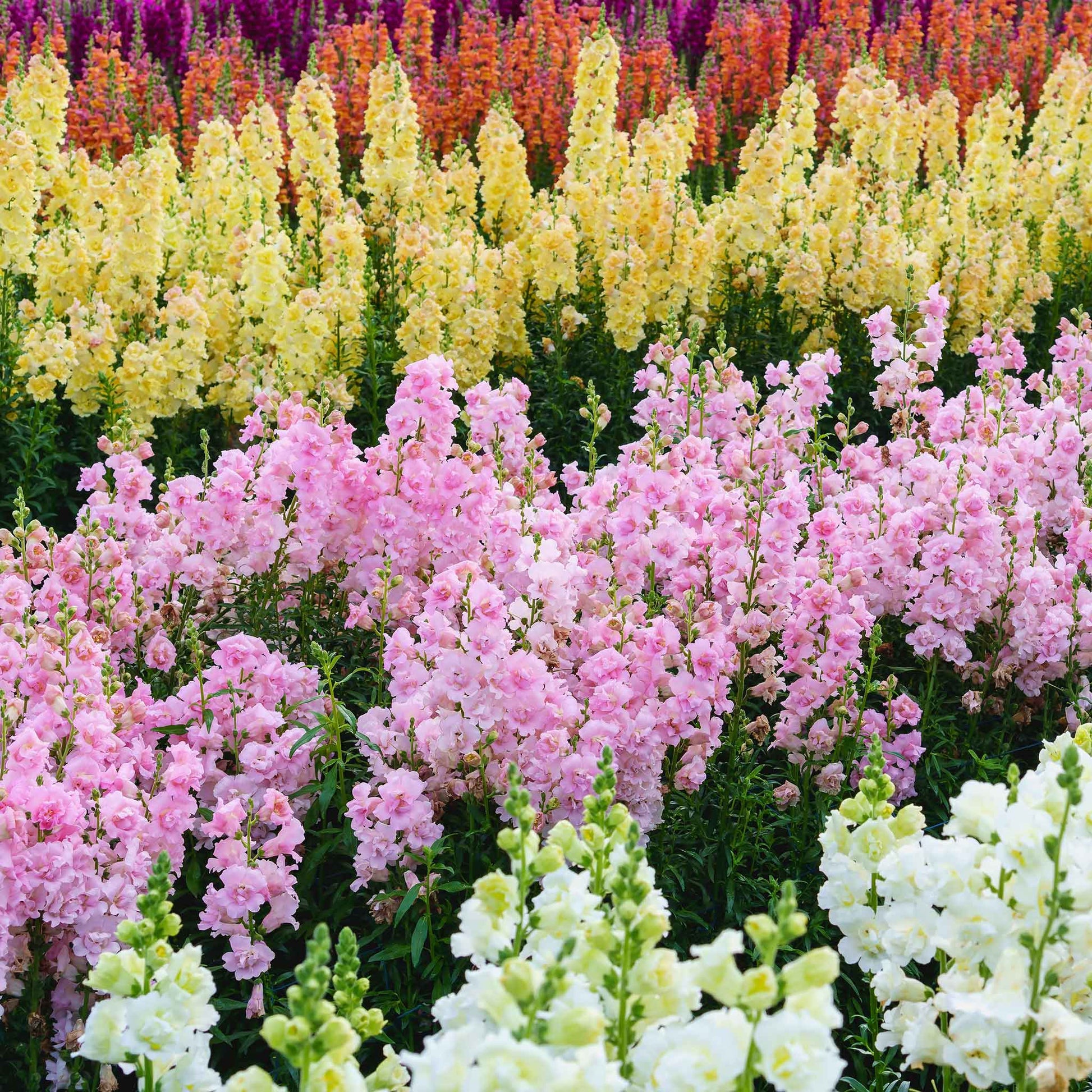 Snapdragon legend double pink various colored flowers in a garden background