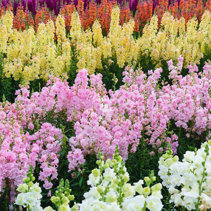 Snapdragon legend double pink various colored flowers in a garden background