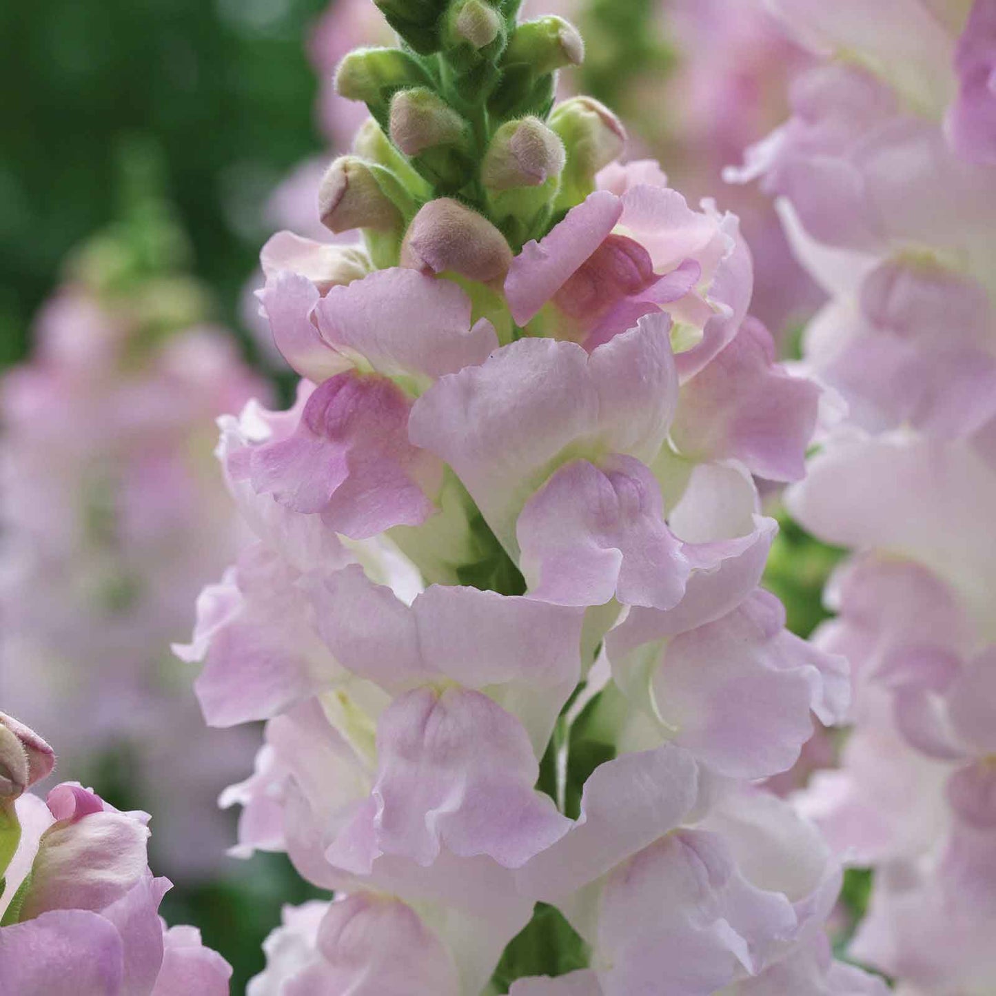Snapdragon legend light pink pink and red flowers in close-up with blurred background