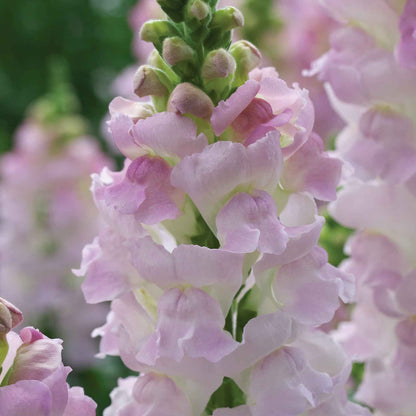 Snapdragon legend light pink pink and red flowers in close-up with blurred background
