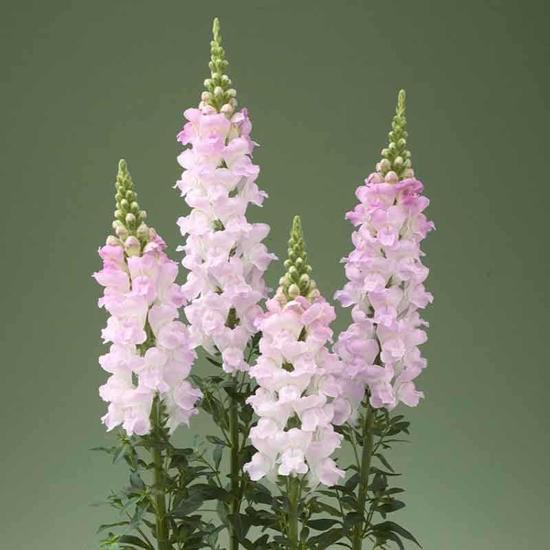 Snapdragon legend light pink bright pink and white flowers on a soft green background