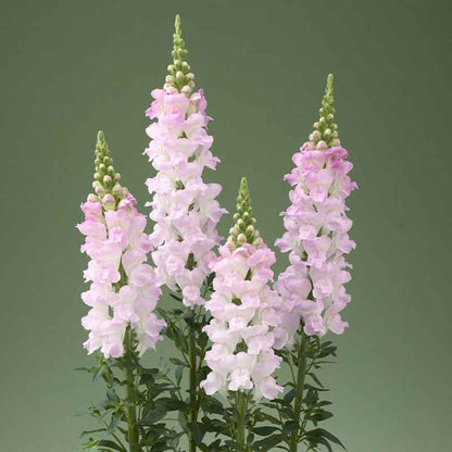 Snapdragon legend light pink bright pink and white flowers on a soft green background