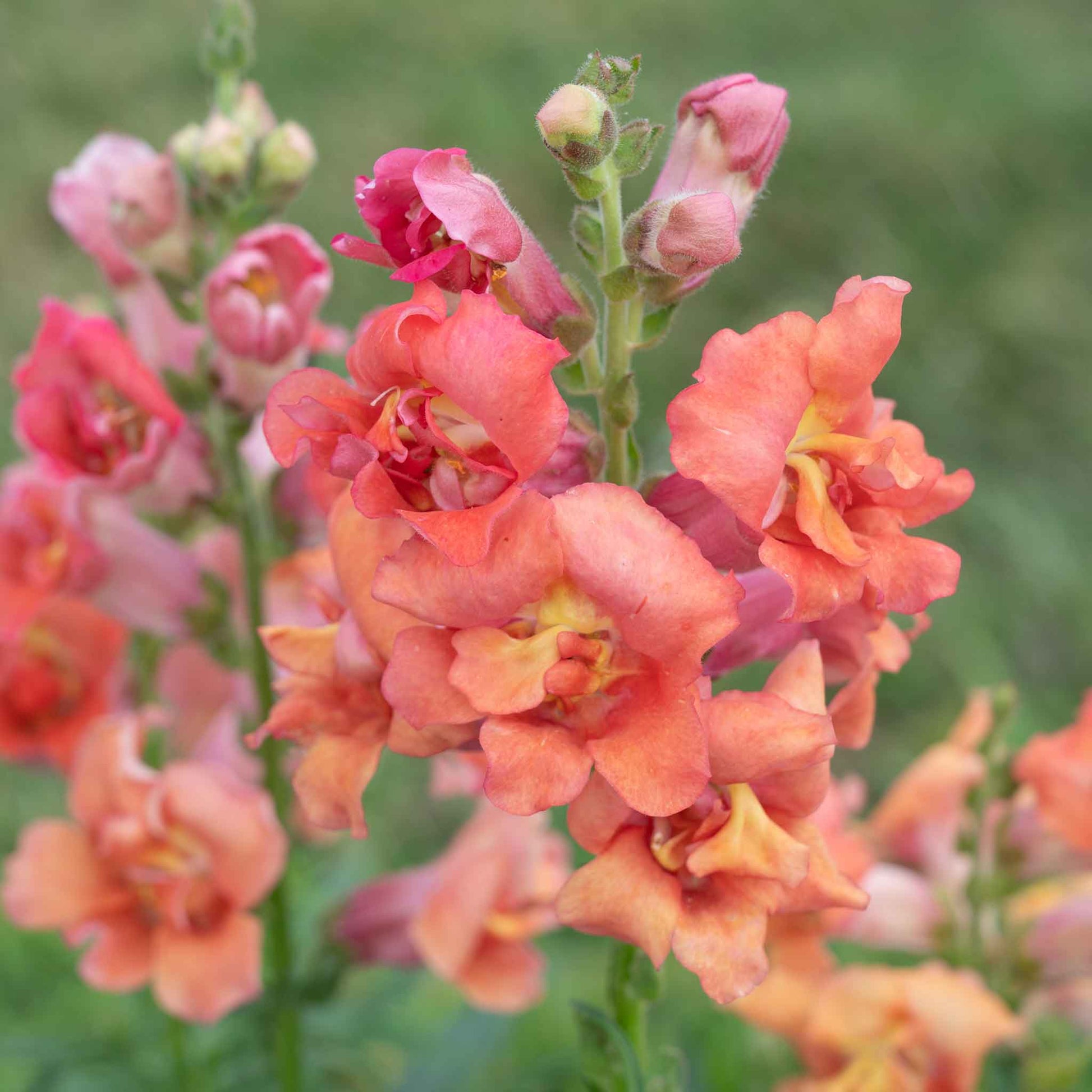 Snapdragon madam butterfly bronze peach-bronze flowers with a blurred background