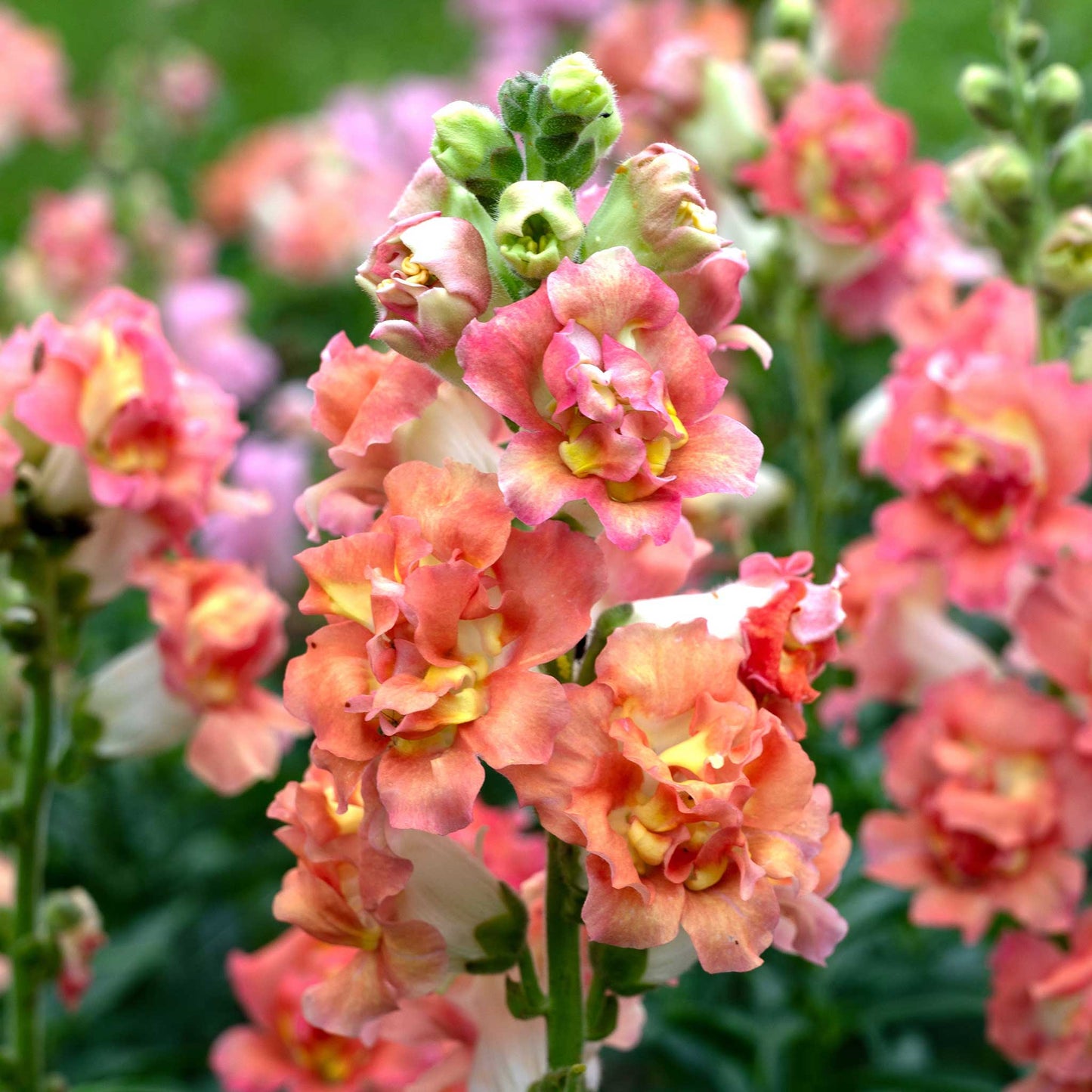 Snapdragon madame butterfly bronze white flowers with bronze on a blurred background