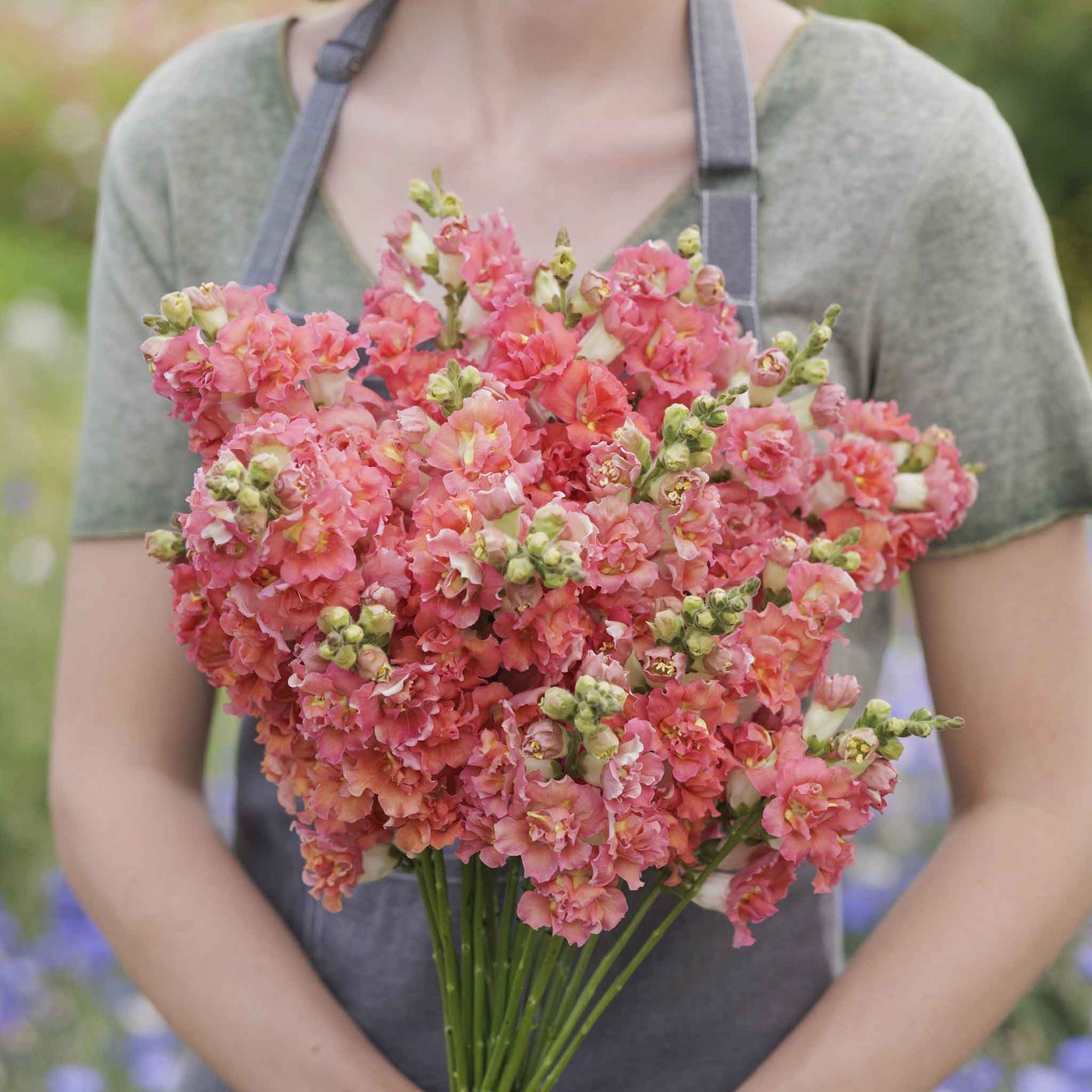 Snapdragon madame butterfly bronze white flowers held by person on blurred background