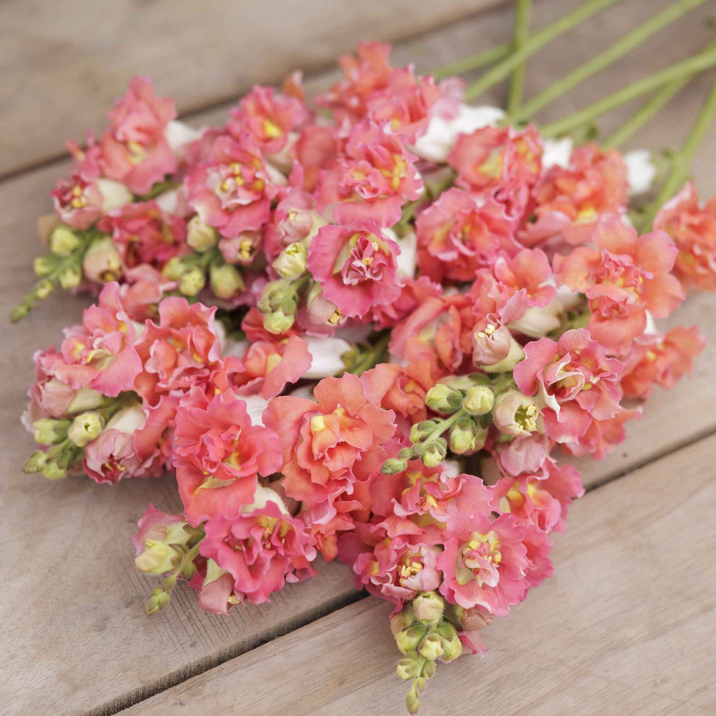 Snapdragon madame butterfly bronze white delicate flowers held on a blurred background