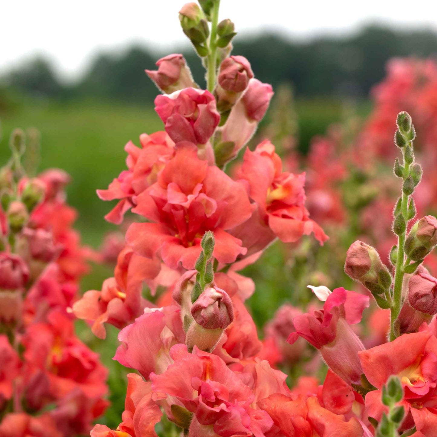 Snapdragon madame butterfly cherry bronze red-bronze ruffled flowers on dark background