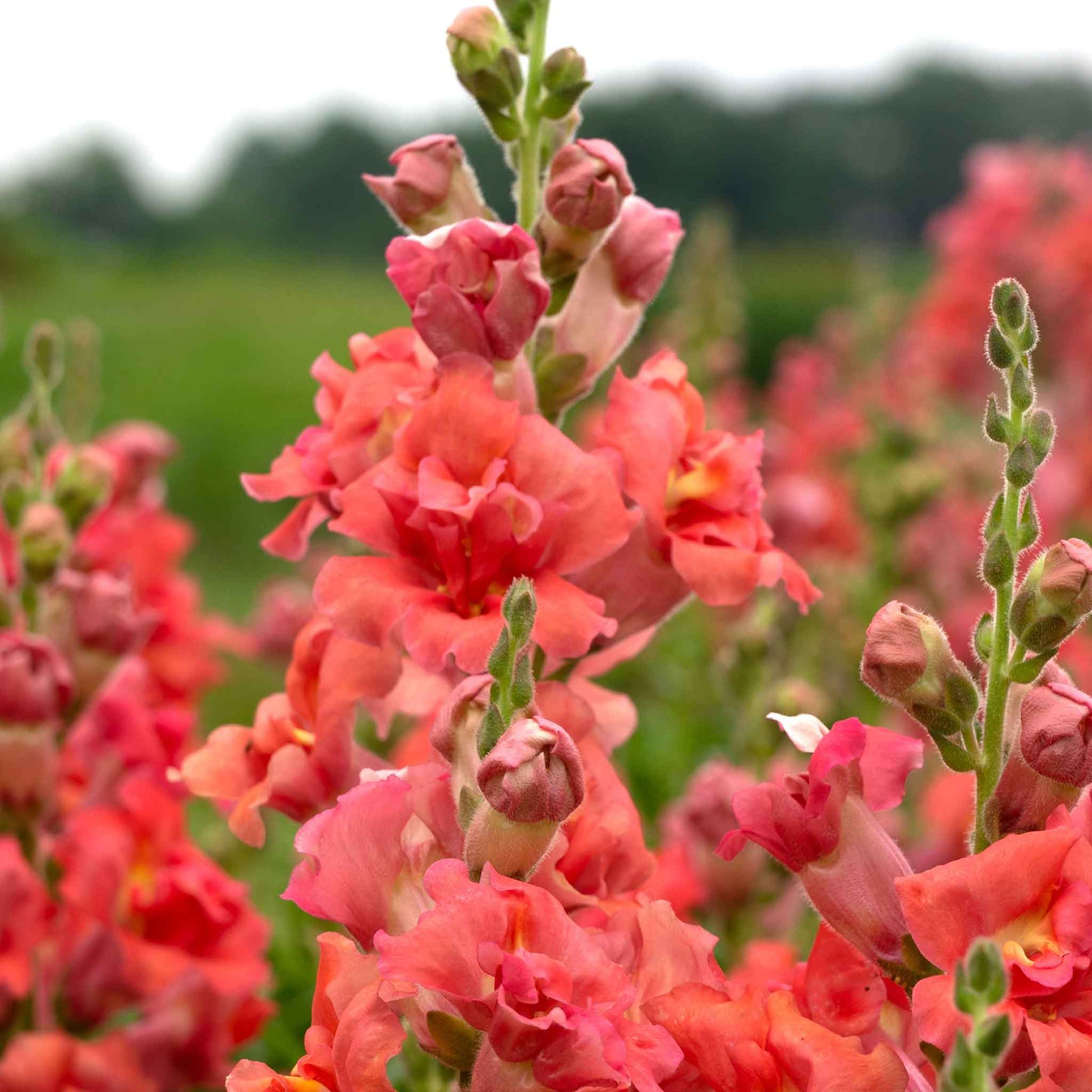 Snapdragon madame butterfly cherry bronze red-bronze ruffled flowers on dark background