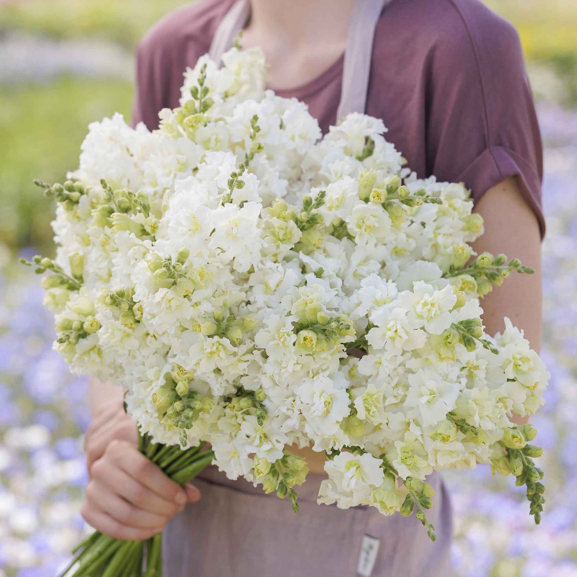 Snapdragon madame butterfly ivory white and cream flowers on a blurred green background