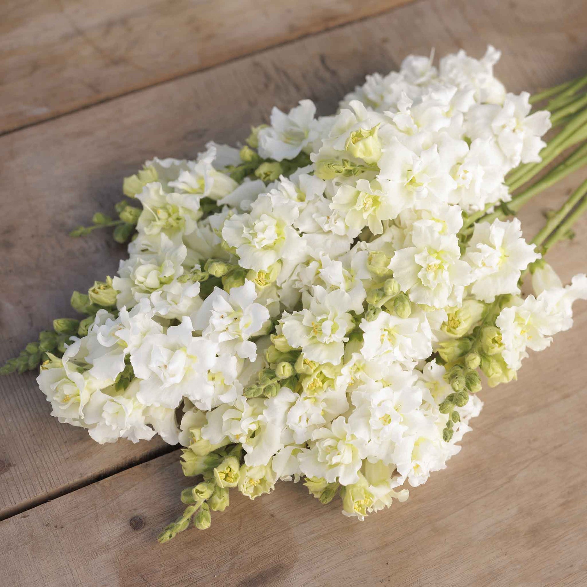 Snapdragon madame butterfly ivory white flowers with green leaves on a garden background
