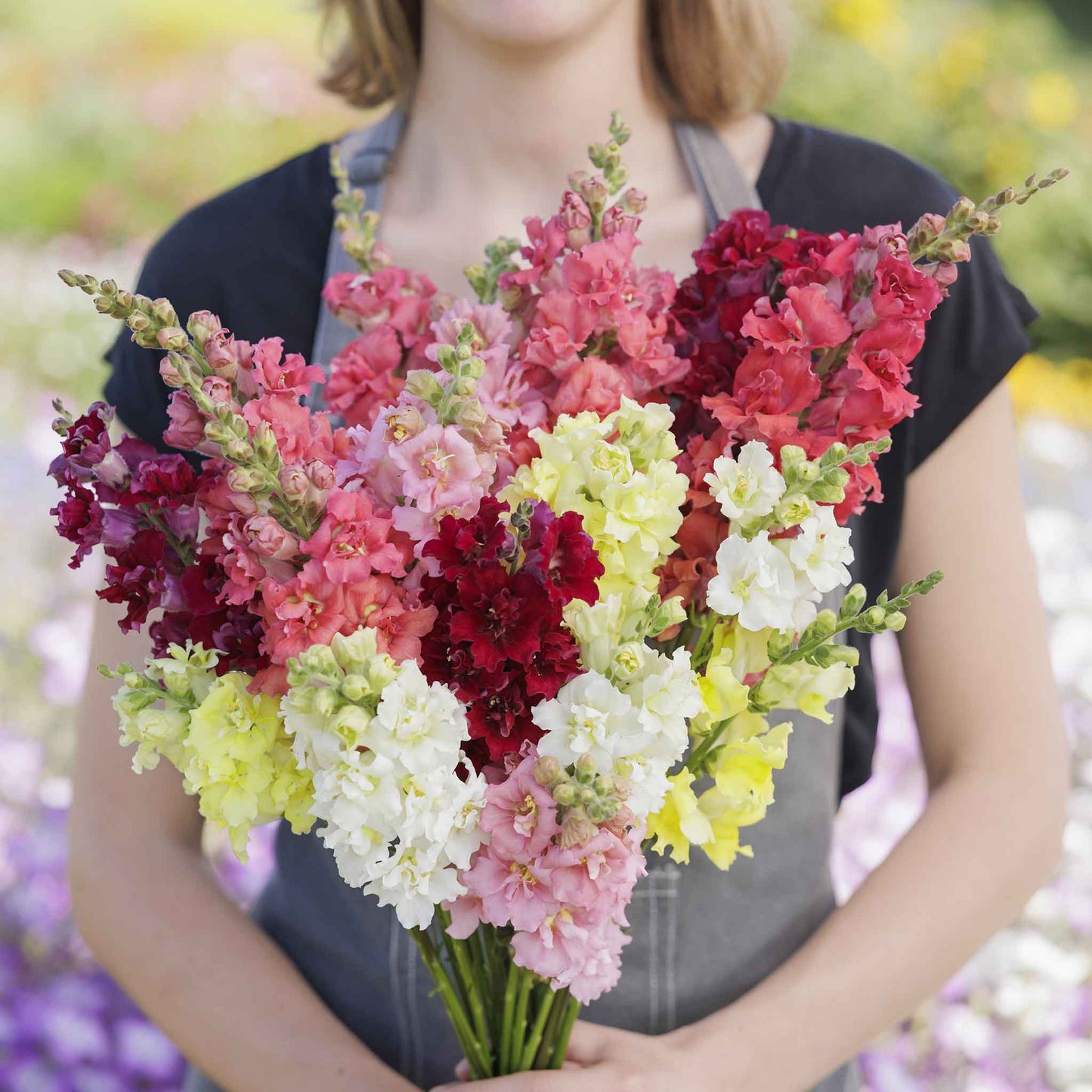 Snapdragon madame butterfly mix colorful flowers held by person on blurred background