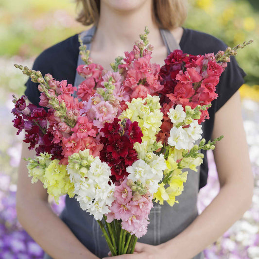 Snapdragon madame butterfly mix colorful flowers held by person on blurred background