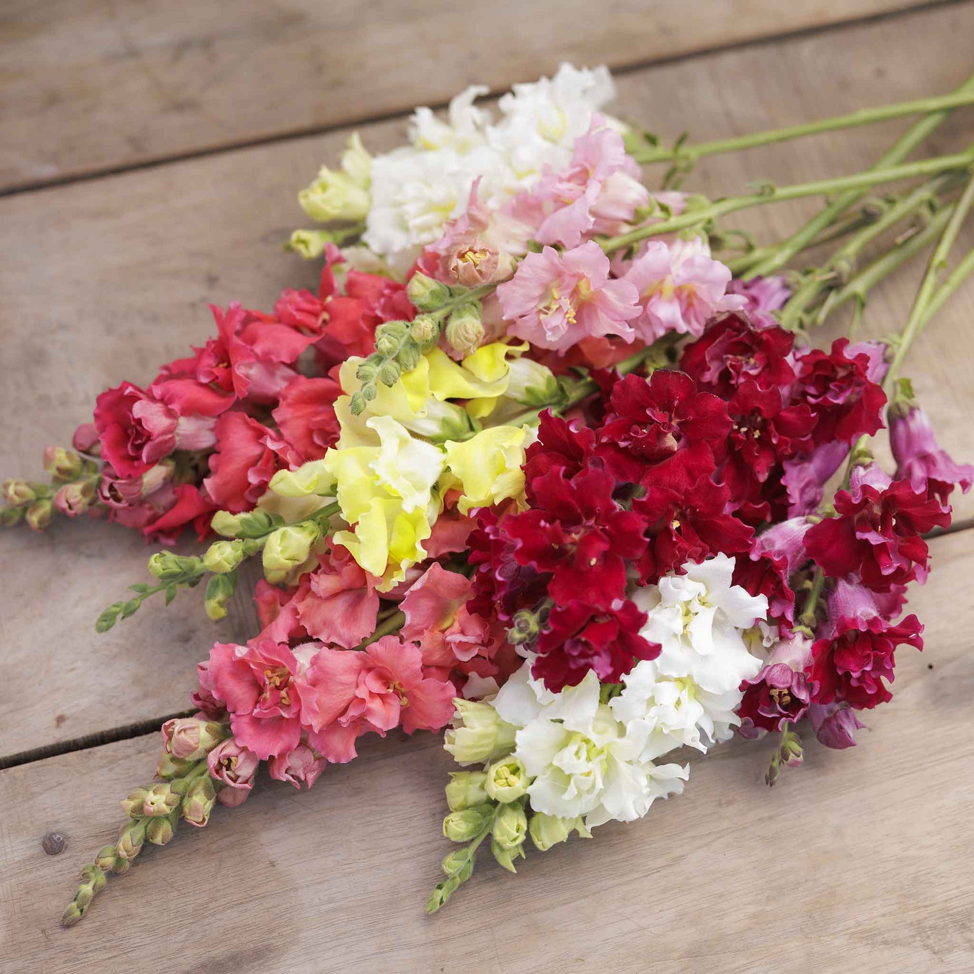 Snapdragon madame butterfly mix pink and yellow flowers held on a blurred background